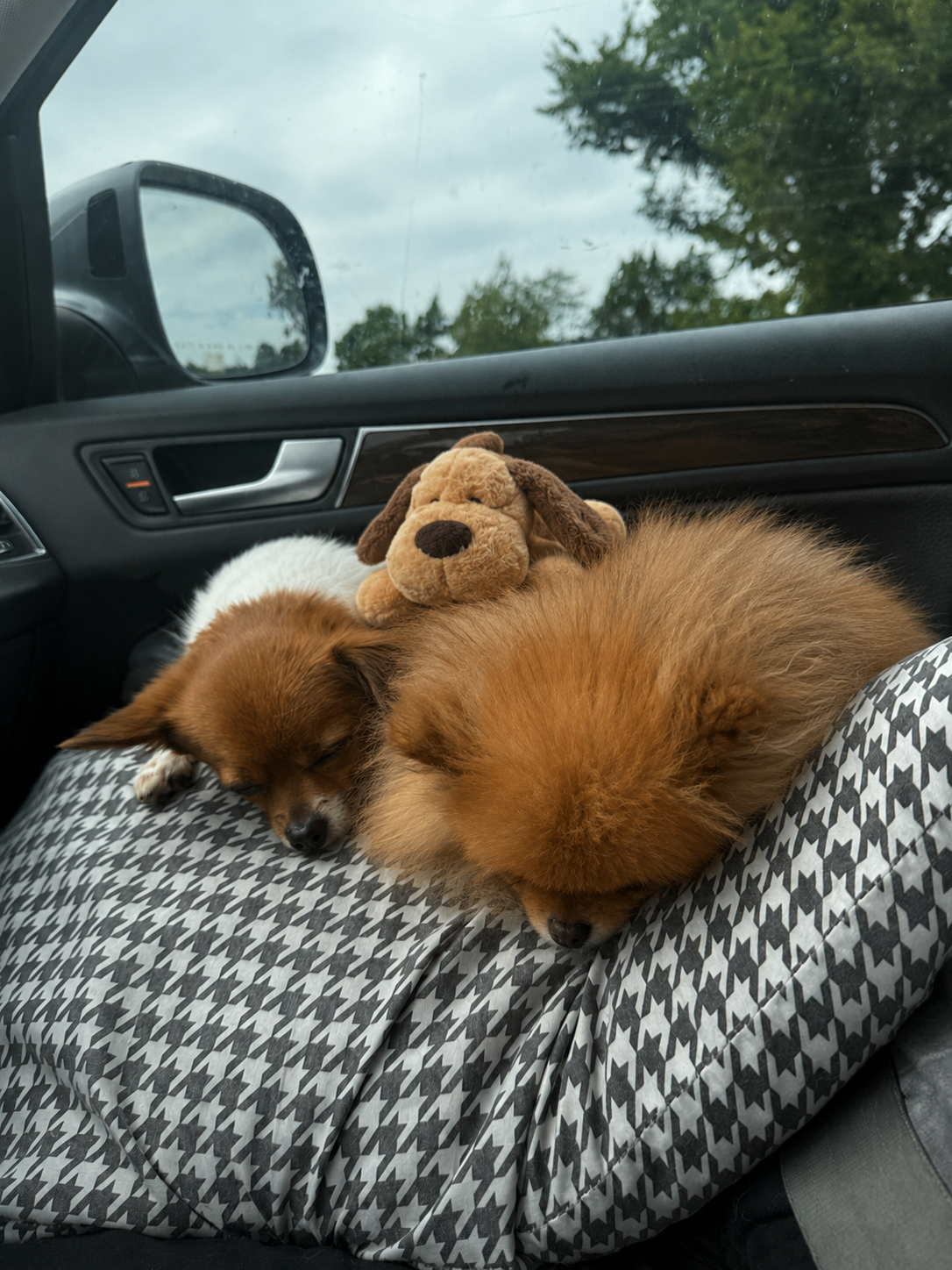 Two Pomeranians napping in the car beside the CalmPawzzz plush